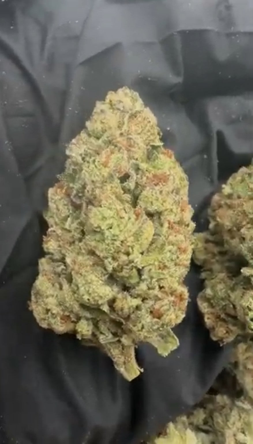 Ceremonial Matcha current supplier photo - close-up bud