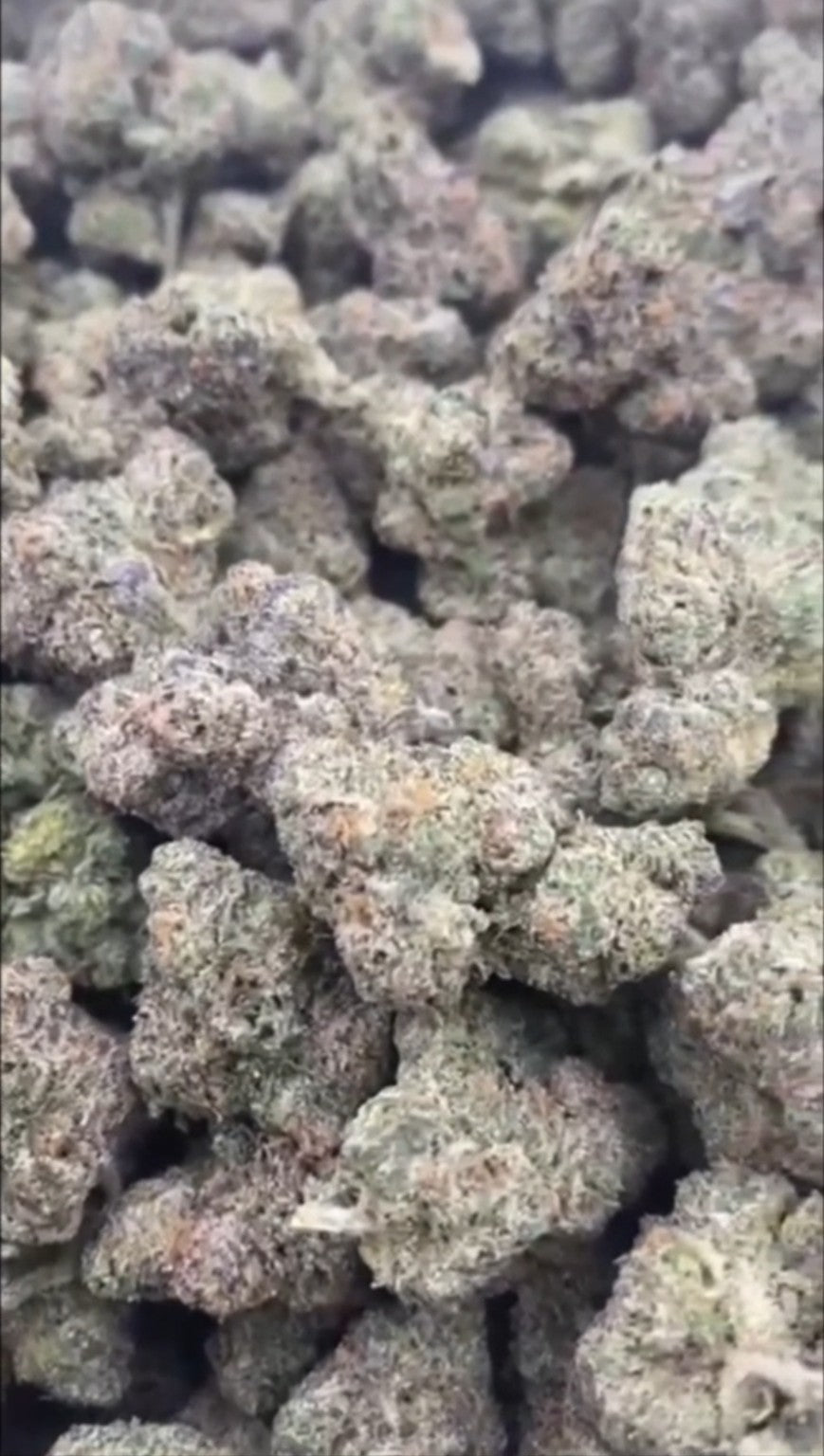 Future Haze Exotic Reserve flower