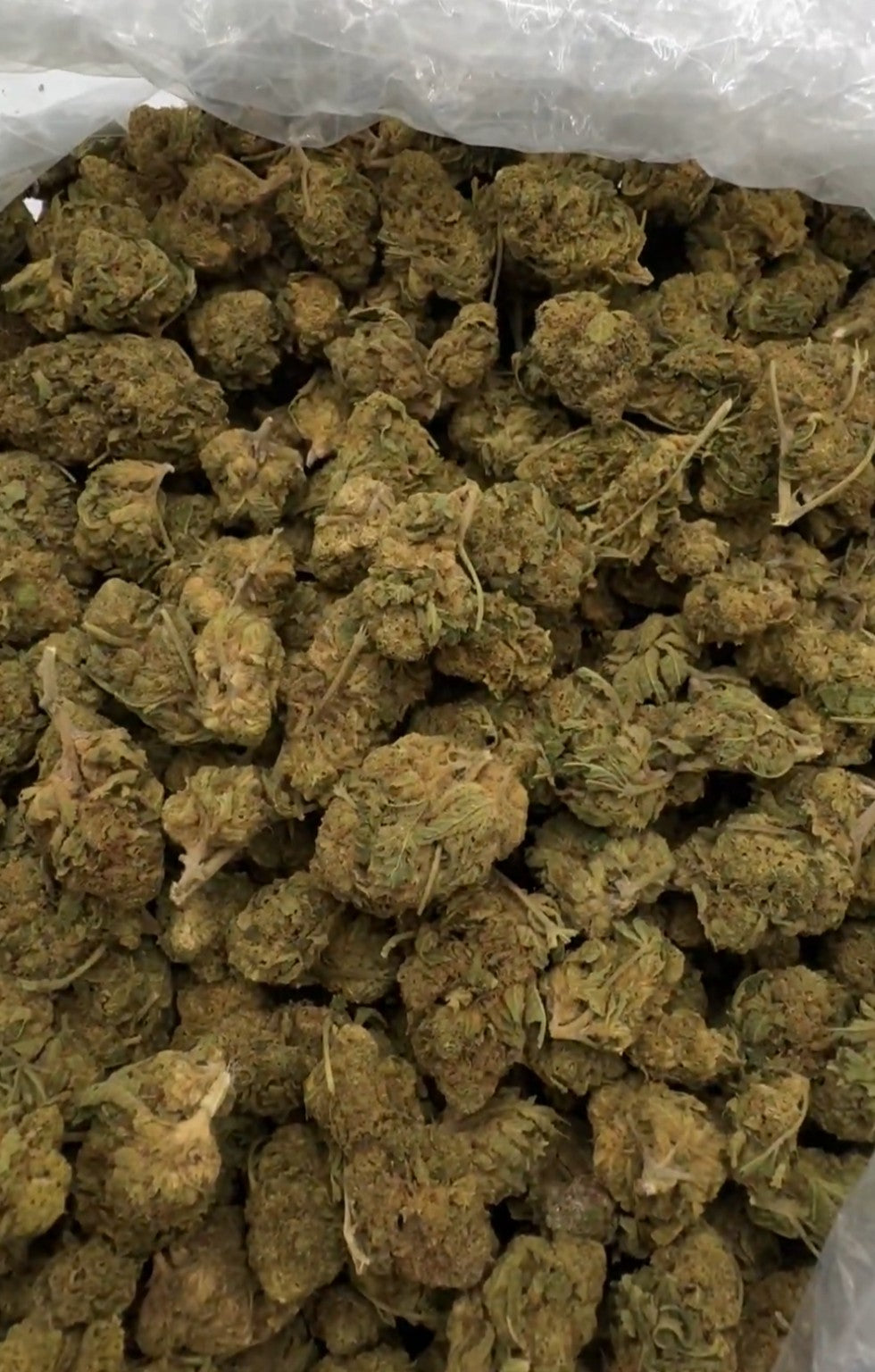 G13 AA whole flower bulk lot — current supplier lot