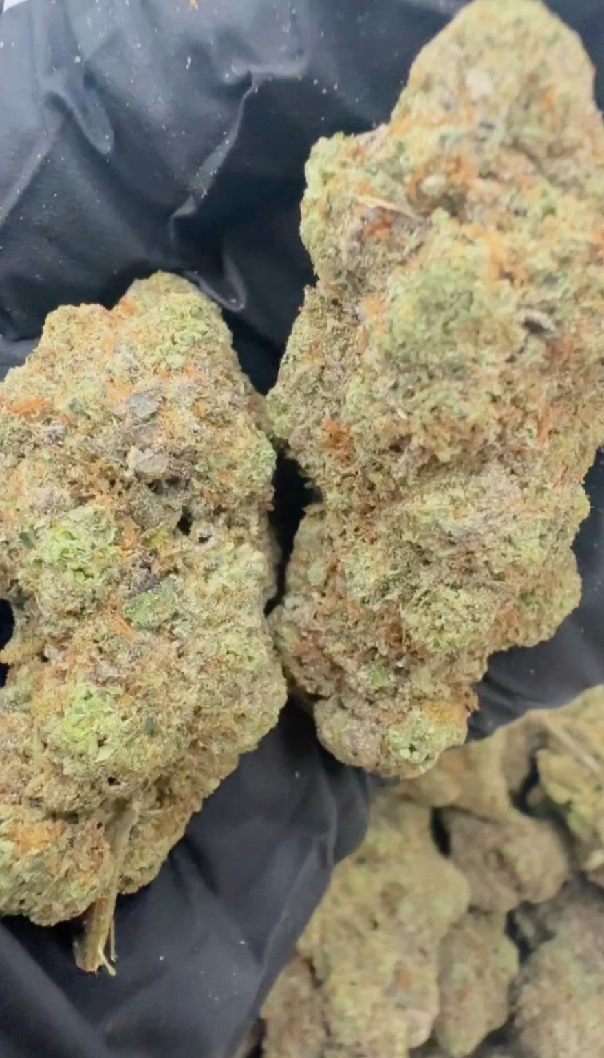 Zoap flower close-up